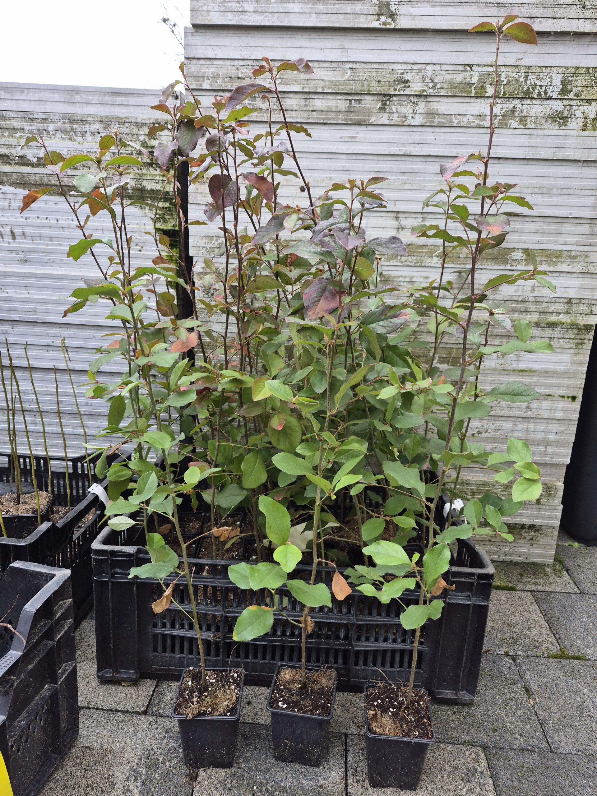 Chinesische Holzquitte (Pseudocydonia sinensis) – Bild 3