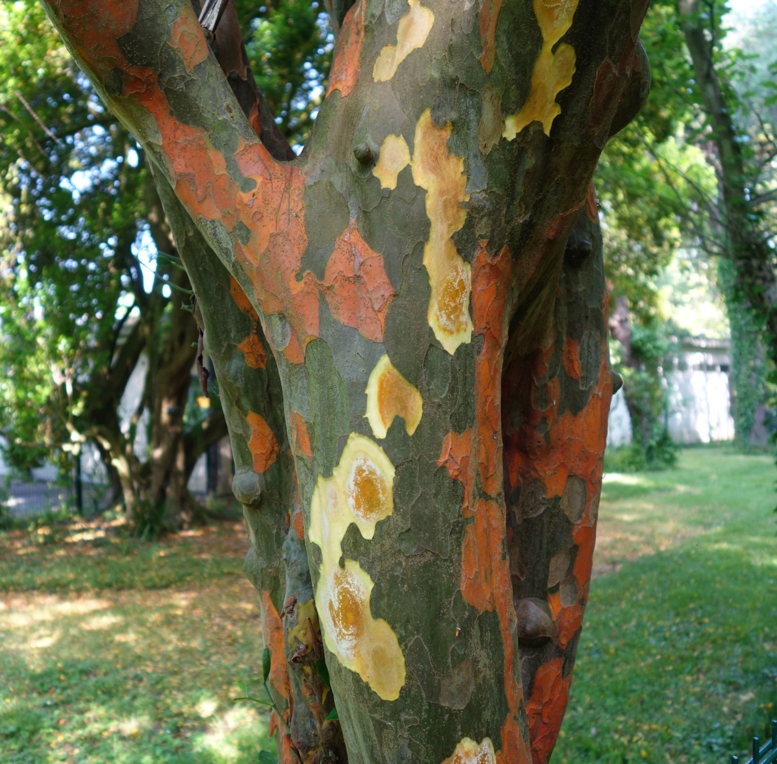 Chinesische Holzquitte (Pseudocydonia sinensis) – Bild 2