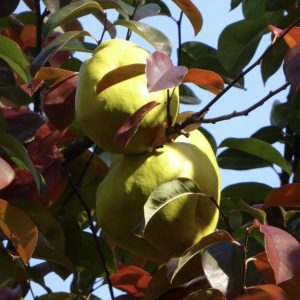 Chinesische Holzquitte (Pseudocydonia sinensis)