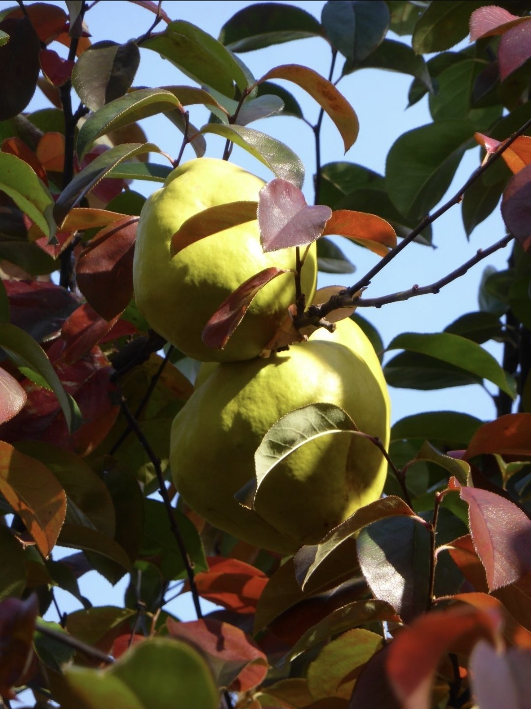 Chinesische Holzquitte (Pseudocydonia sinensis)