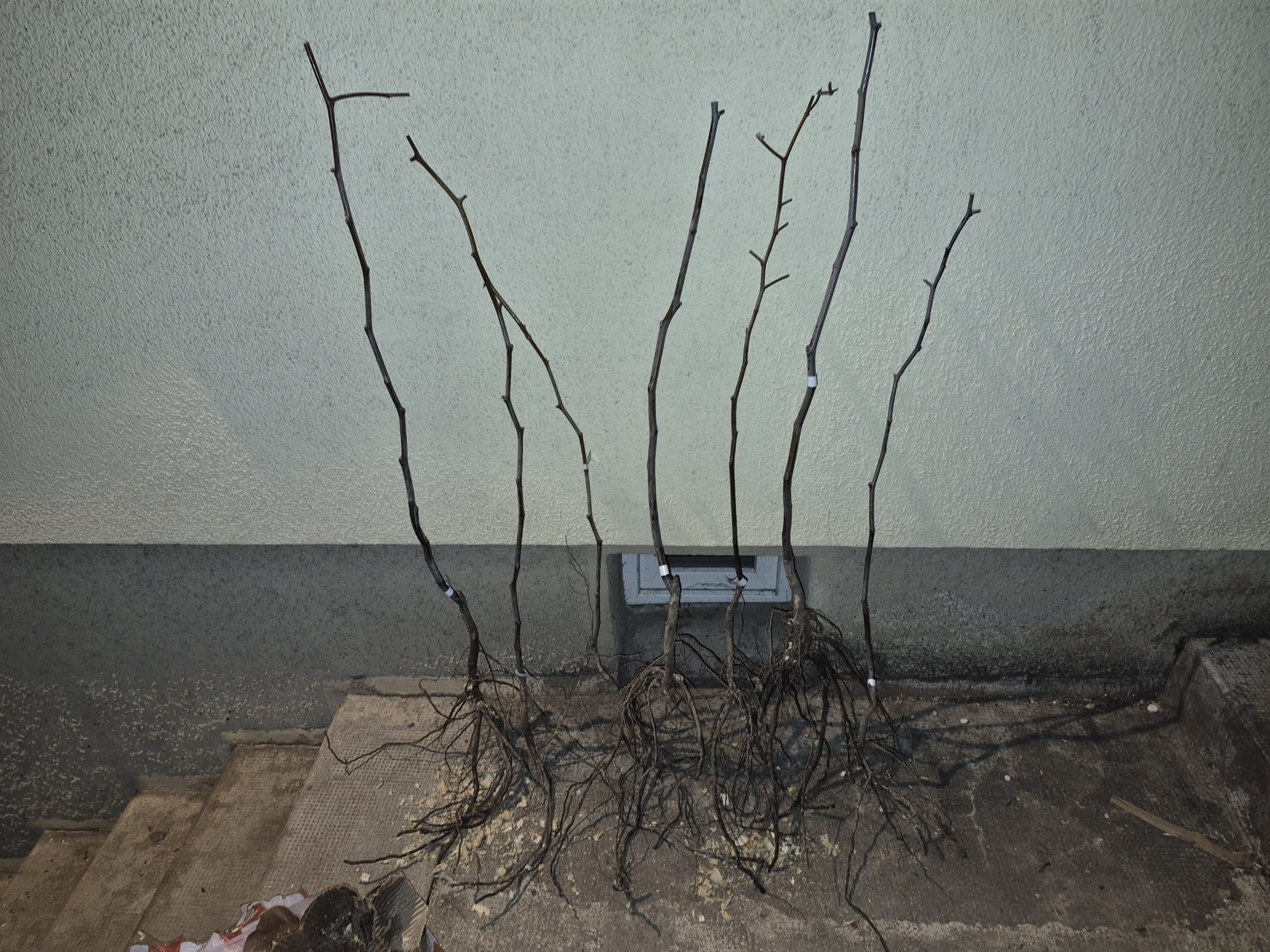 Ziziphus jujuba 'Tigertooth' – Bild 2