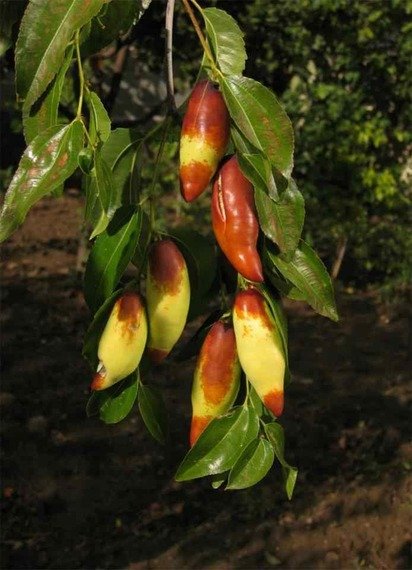 Ziziphus jujuba 'Tigertooth'