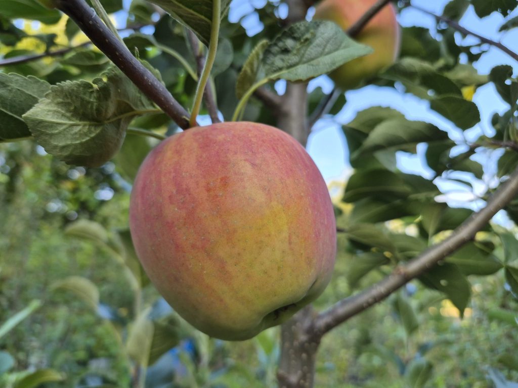 Apfel "Gewürzluike"